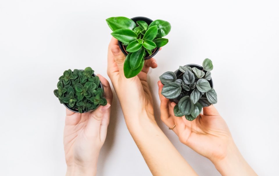 7 low maintenance houseplants to liven up your space